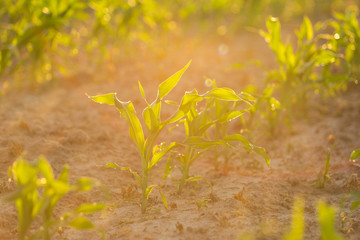 Field with rows of young fresh sprouts of corn close-up with dewdrops on leaves, lit by the warm morning sun. Blurred background
