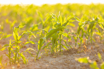 Field with rows of young fresh sprouts of corn close-up with dewdrops on leaves, lit by the warm morning sun. Blurred background