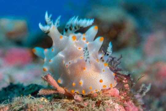 Marine life, Liuqiu island, Taiwan