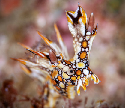 Marine life, Liuqiu island, Taiwan