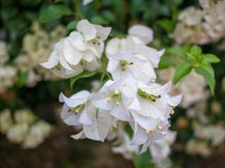 Close up of blooming bougainvillea, White Bougainvillea flowers.