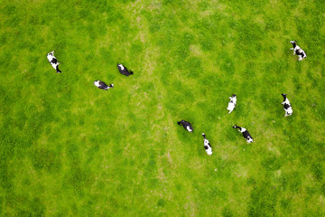 Herd of cows while browsing from above