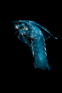Marine life, Liuqiu island, Taiwan