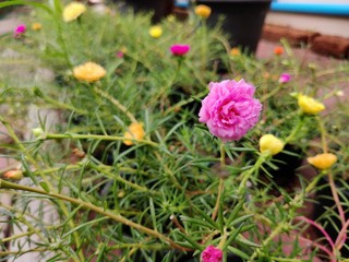 flowers in the garden