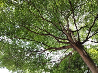 tree in forest
