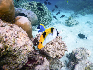 plankton and tropical fishes