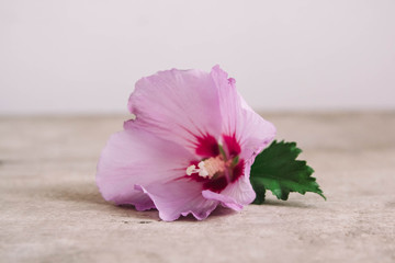 Purple flower on wooden background. Place for your text