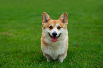 Dog breed Welsh Corgi Pembroke