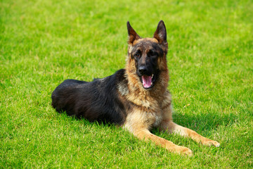 German Shepherd Dog