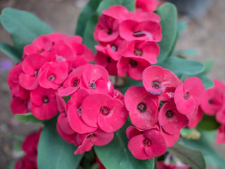 Red Euphorbia Milli flower, crown of thorns, beautiful red flower