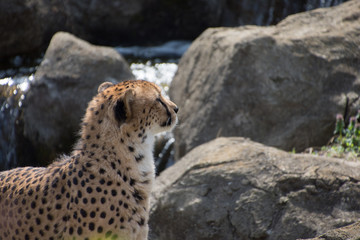 チーター