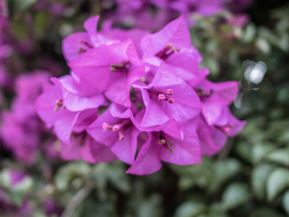 Obraz premium Close up of violet bougainvillea blossoms, bougainvillea flowers in the garden, Beautiful purple flower.