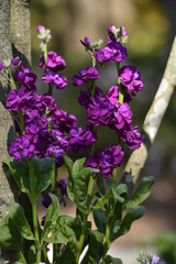 Obraz premium flower