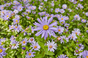 Beautiful, vibrant, pink Osteospermum (African Daisy) flowers on a bright summer’s day.