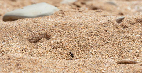 Fototapeta na wymiar big forest ants in a native habitat
