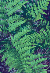 Green fresh leaves of an ostrich fern or fern on a violin or shuttlecock Matteuccia struthiopteris green background from fern leaves.