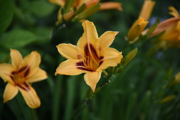 Fototapeta premium Lily flower close-up