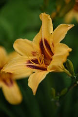 Lily flower close-up