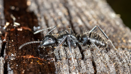 big forest ants in a native habitat