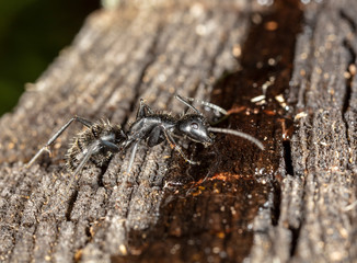 big forest ants in a native habitat
