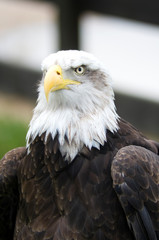 portrait of an american bald eagle