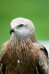 portrait of an eagle