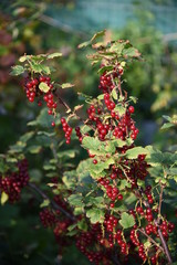 Fototapeta premium branch of red currant