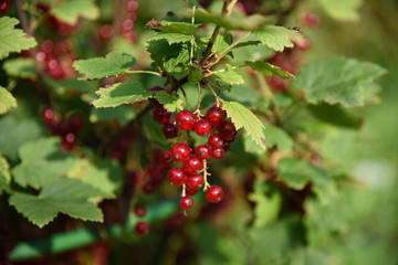 branch of red currant
