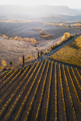 Autumn view of italian vineyards in golden orange colors at sunset. Drone aerial photo. Famous Tuscany hills in San Quirico D'Orcia, Italy. Winery agriculture in Europe.