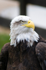 portrait of an american bald eagle