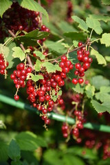 branch of red currant