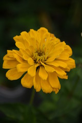 yellow zinnia close-up