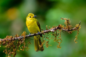 Yellow-browed bulbul of Indian sub-continent