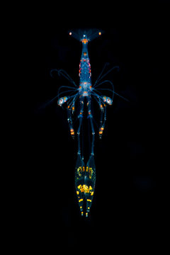 Marine life, Liuqiu island, Taiwan