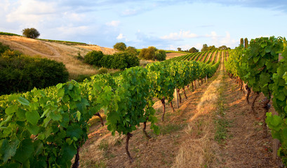 Fototapeta na wymiar Paysage de vignes en Anjou