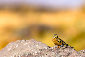 Grey necked bunting of Indian sub-continent