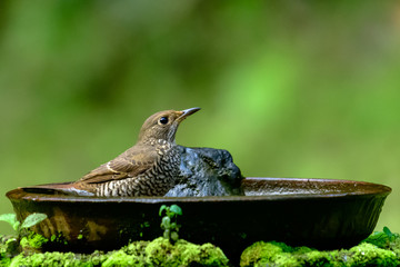 Blue capped rock thrush (female) of Indian sub-continent