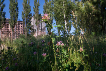 Meadow clover