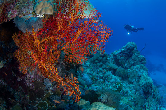 Marine life, Liuqiu island, Taiwan