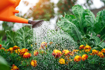 Watering flowers using a watering can in home garden. Flower care - obrazy, fototapety, plakaty