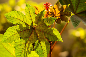 castor-oil plant with leaves and flower