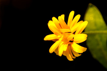 Calendula, medicinal plant with flower