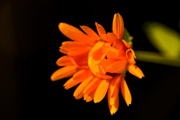 Calendula, medicinal plant with flower