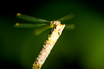 dragonfly sitting on a branch
