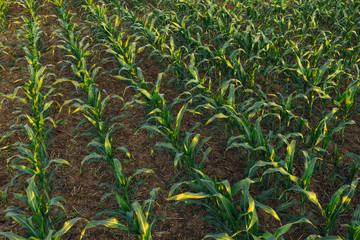 Obraz premium Cultivated sorghum field in sunset