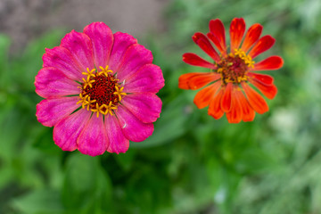 Pink and red zinnia closeup, beautiful unpretentious summer flowers in the garden