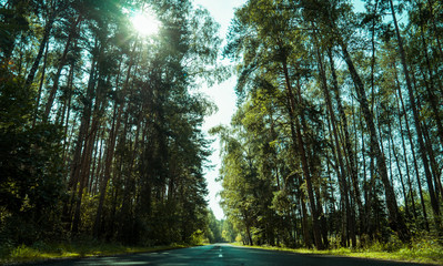 The sun's rays in the branches of trees. The sun and the road in the forest.