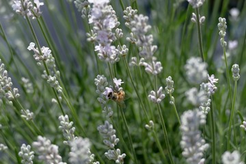 《美郷町のラベンダー園》秋田県美郷町