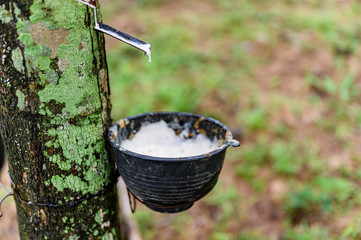 Tapping latex rubber tree, Rubber Latex extracted from rubber tree, harvest in Thailand.