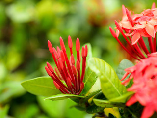 Close up of Red spike flower in the garden.